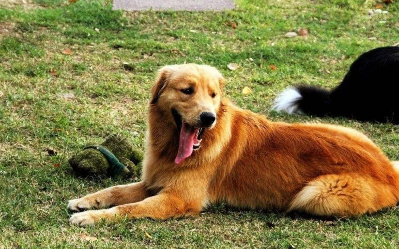 狗狗临终前想些什么,狗狗临终前的几种表现