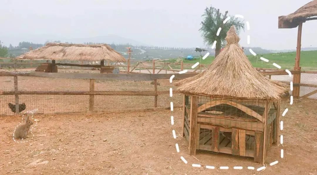 华酝牡丹园紫藤花,华酝牡丹园格桑花