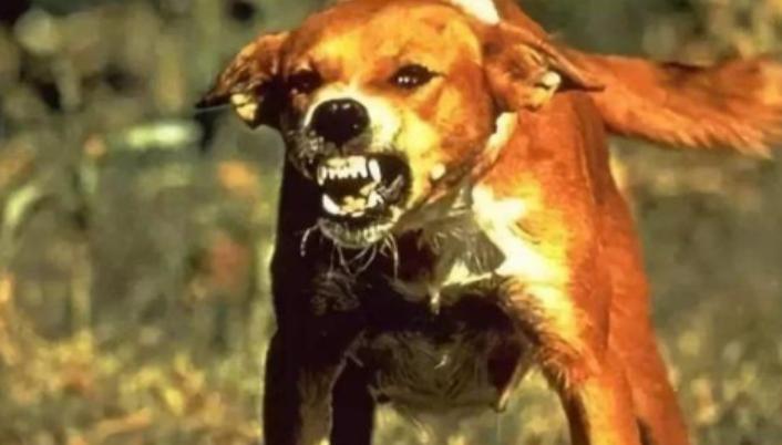 狗狗舔自己伤口会得狂犬病吗,狗唾液舔到微小伤口会得狂犬病吗