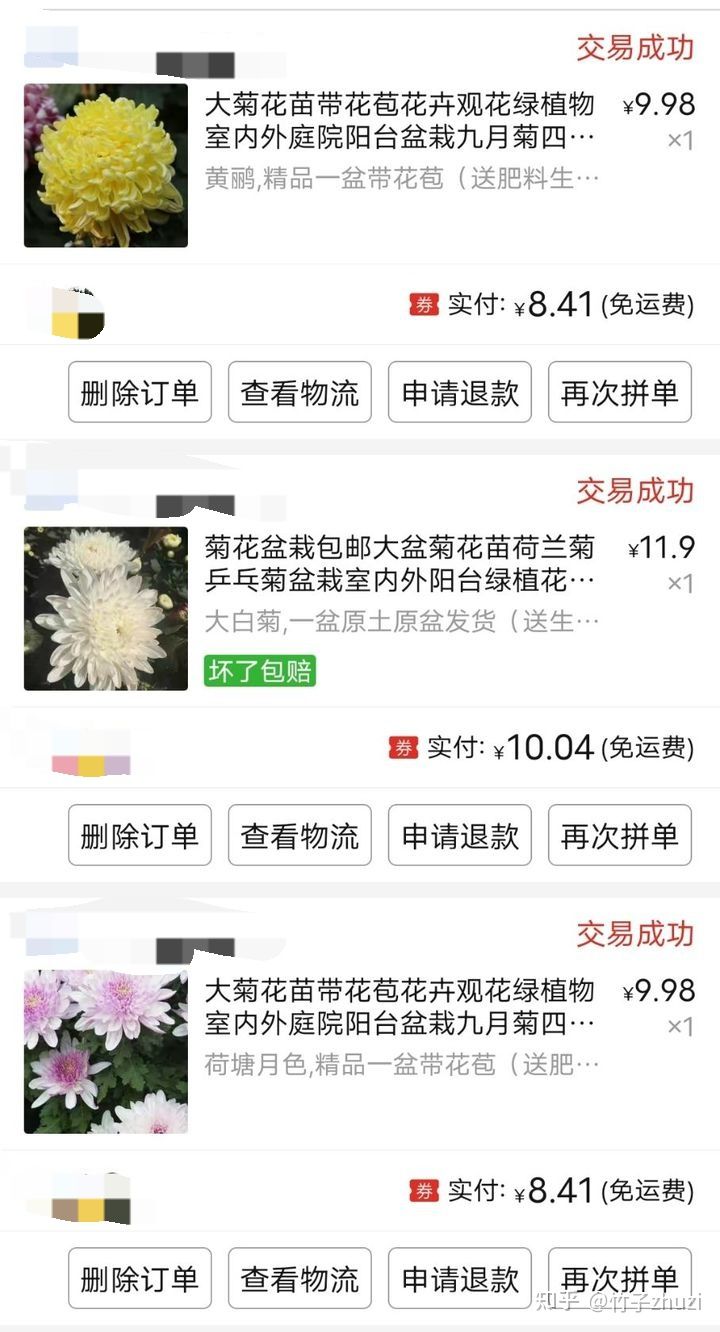 菊花苗怎样种植成活率高,拼多多上买的菊花种子是真的