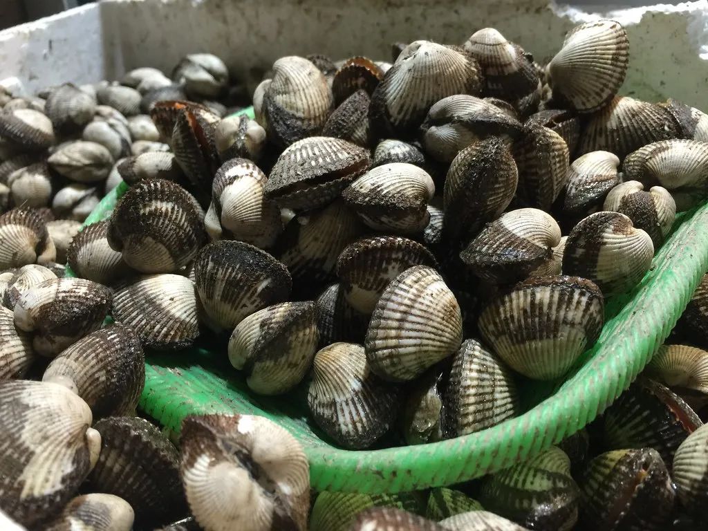 蛤蜊、蛏子、毛蚶、蚬子，那些好吃的小贝壳，今天一次搞清楚