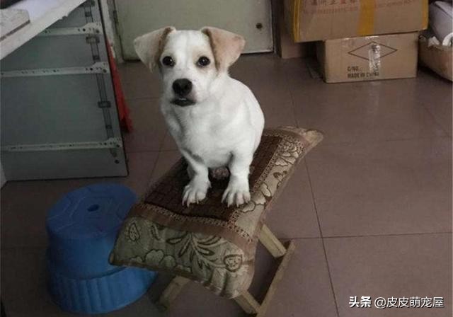 新到家的狗狗可以吃狗粮和喝水吗,纠正狗狗挑食只能喂狗粮吗