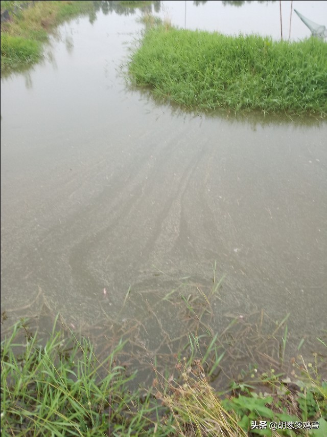 农作物的秸秆如何利用,秸秆要如何科学的处理