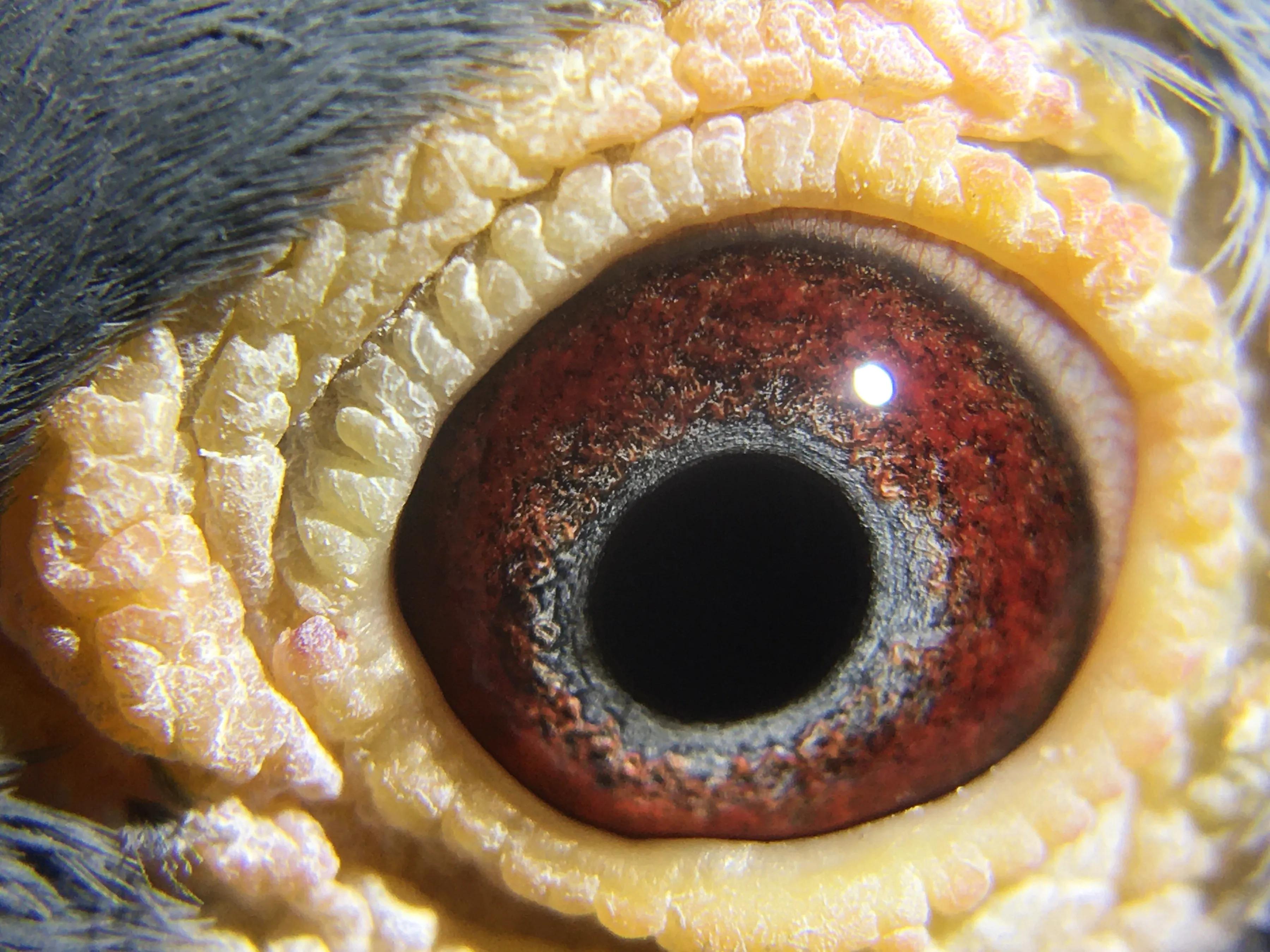 2021年公棚迟归鸽多少钱一只,公棚迟归鸽怎么配