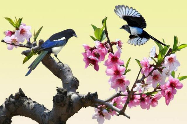 丛林晨语完整版,丛林晨语完整视频