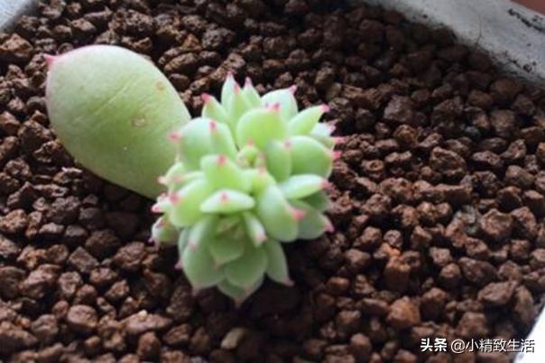 多肉植物叶插徒长怎么办,多肉叶插出苗了该怎么办