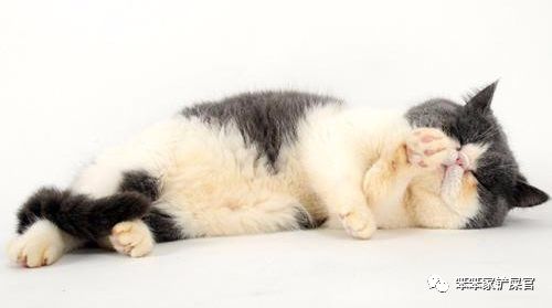 猫咪总是抽搐癫痫怎么回事呢,猫咪做梦抽搐和抽搐的区别