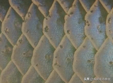龙鱼大面积蚀鳞,龙鱼大面积烂鳞什么原因