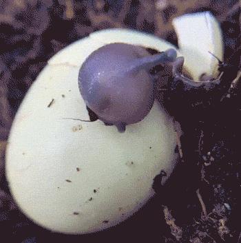 生物学的惊天大秘密,你不可不知的五十个生物学知识