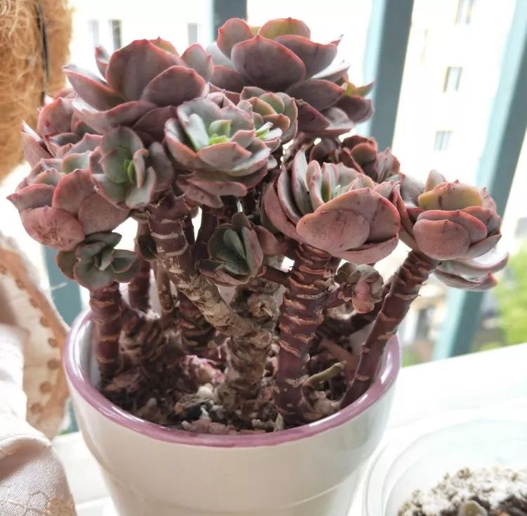 大四老学姐的寝室生活,养肉路上的真实感受