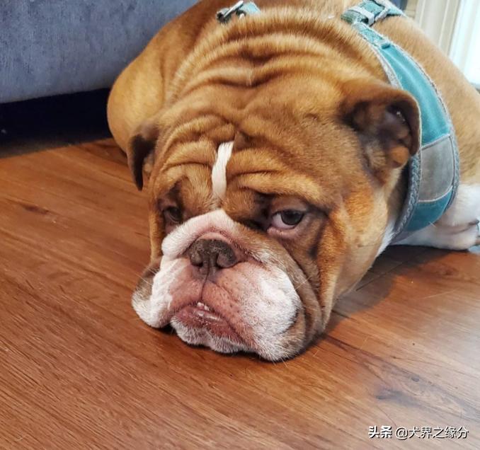 缇庡浗鐤儏涓嬬殑瀹犵墿鐙楃嫍,缇庡浗鐤儏涓嬬殑鐙楃嫍