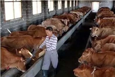 繁殖母牛的日常饲养管理技术