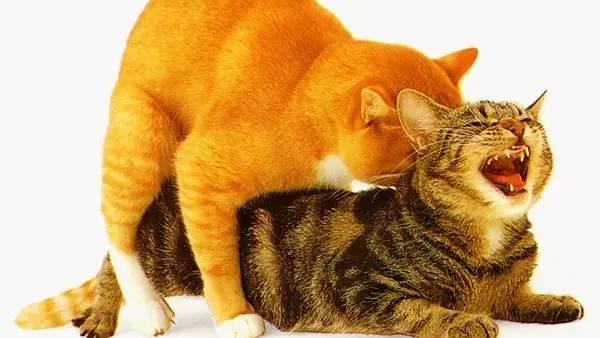 猫咪那些事|繁殖冷知识