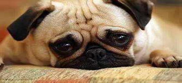 租房遇到二房东被房东起诉怎么办,租房子二房东纠纷找什么部门