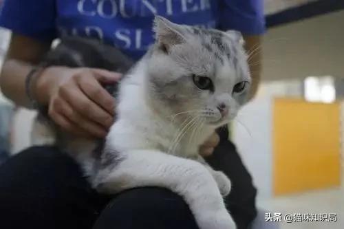 转发给爸妈：养猫到底有啥好？能治病