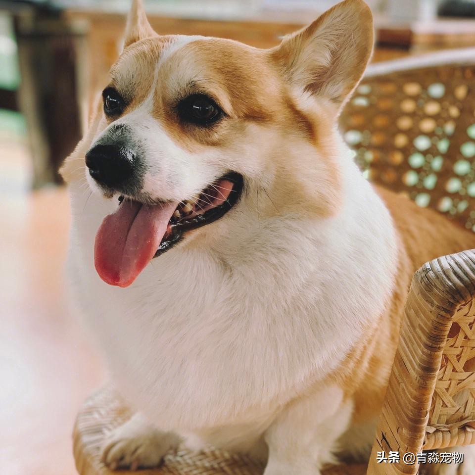 宠物狗耳螨怎么办啊,耳螨狗狗应该注意什么