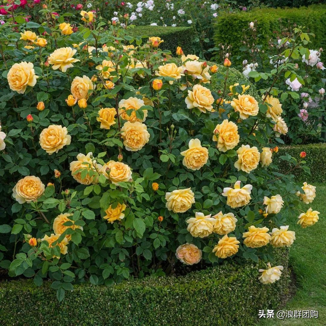 月季哪些品种大花又香,月季哪些品种花期长耐阴耐寒耐旱