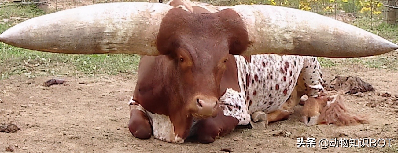 牛角价值500万的“巨角神牛”，牛粪可做防晒霜，牛尿还能染发