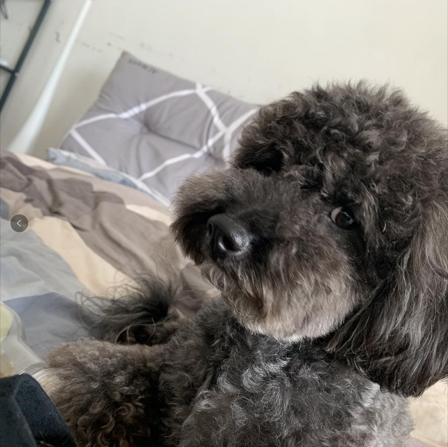 狗狗看到有客人来，很兴奋的要去撒娇，结果尿了客人一身