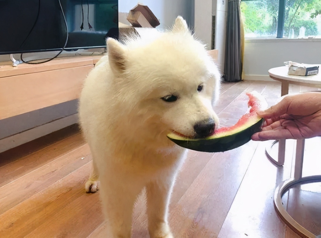 法斗中暑后没呼吸还能抢救过来吗,法斗狗狗中暑死亡了