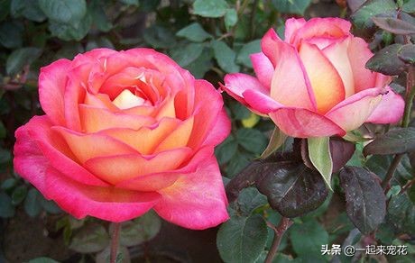 十种高颜值勤开花浓香大花月季,大花月季有哪些品种比较好看的