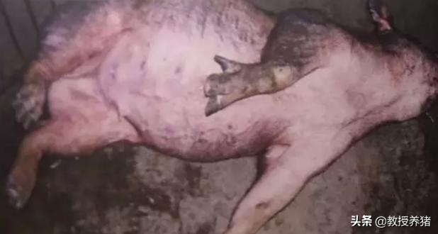 解决猪胀气最好方法,防治猪胀气的方法