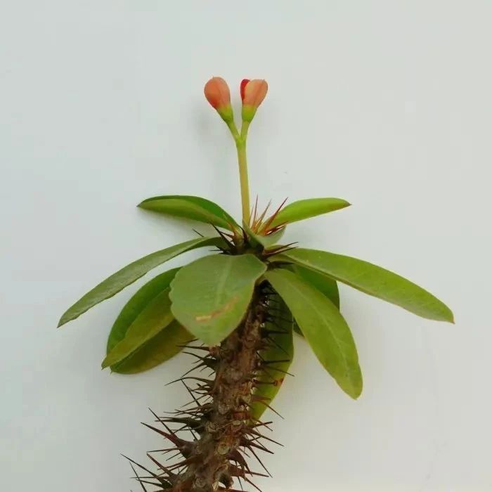 四季开花刺梅,能四季开花的花