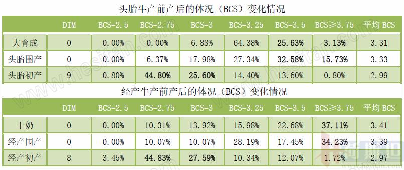 奶牛真胃移胃发病原因,奶牛真胃移位的症状