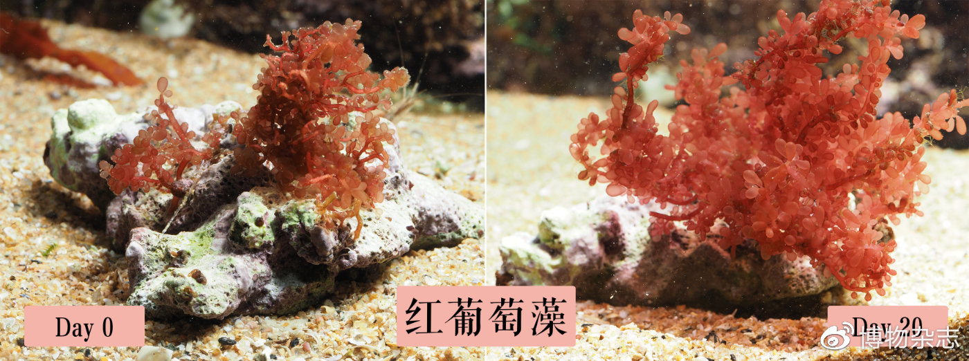 教你做生态鱼缸,教我做生态小鱼缸