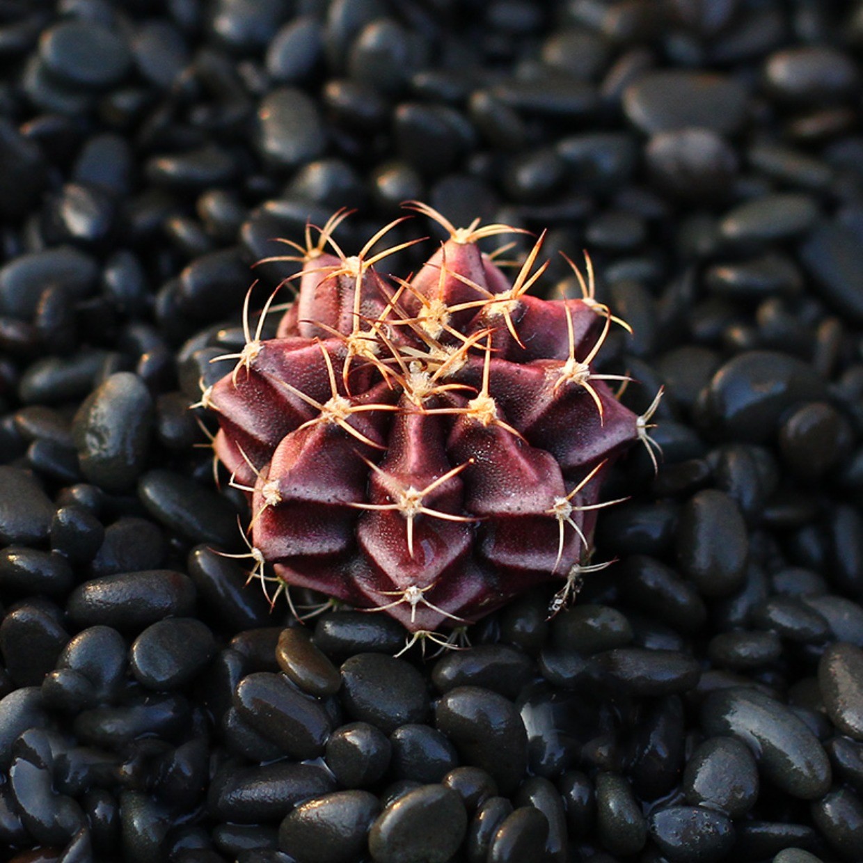 品种大全丨30个仙人球品种图鉴，每个都可爱肉萌到想要全部搬回家