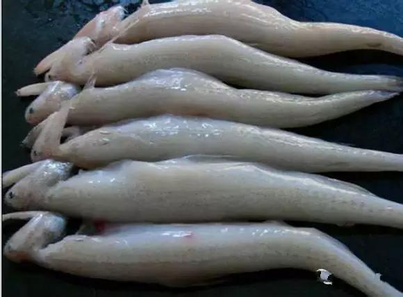 渔民海鲜大全,渔民整理的海鲜河鲜大全