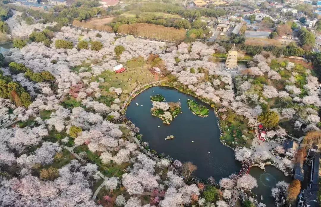 十大赏樱地,赏樱最好的三个地方