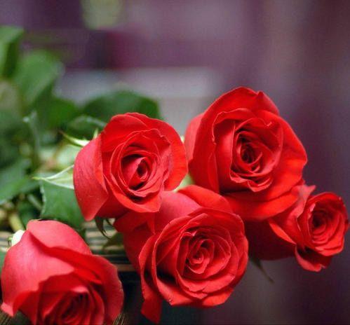 花店玫瑰是哪里来的,花店的玫瑰花是现成的吗