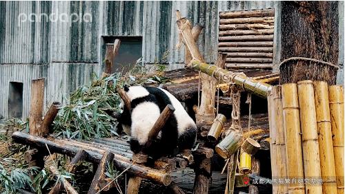 不能出去玩怎么办?滚滚表示在家也可以很快乐