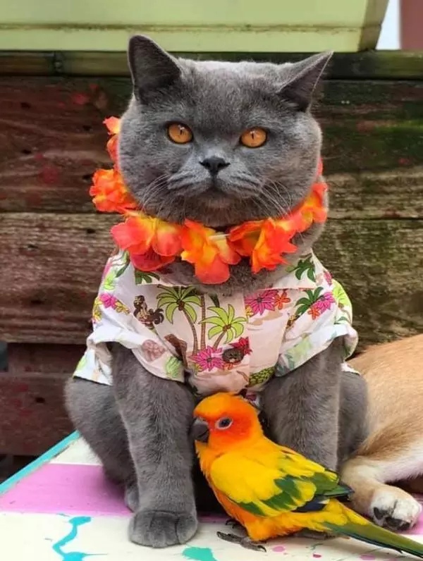 鹦鹉和猫打架谁最厉害,怎么预防猫咪对鹦鹉下手