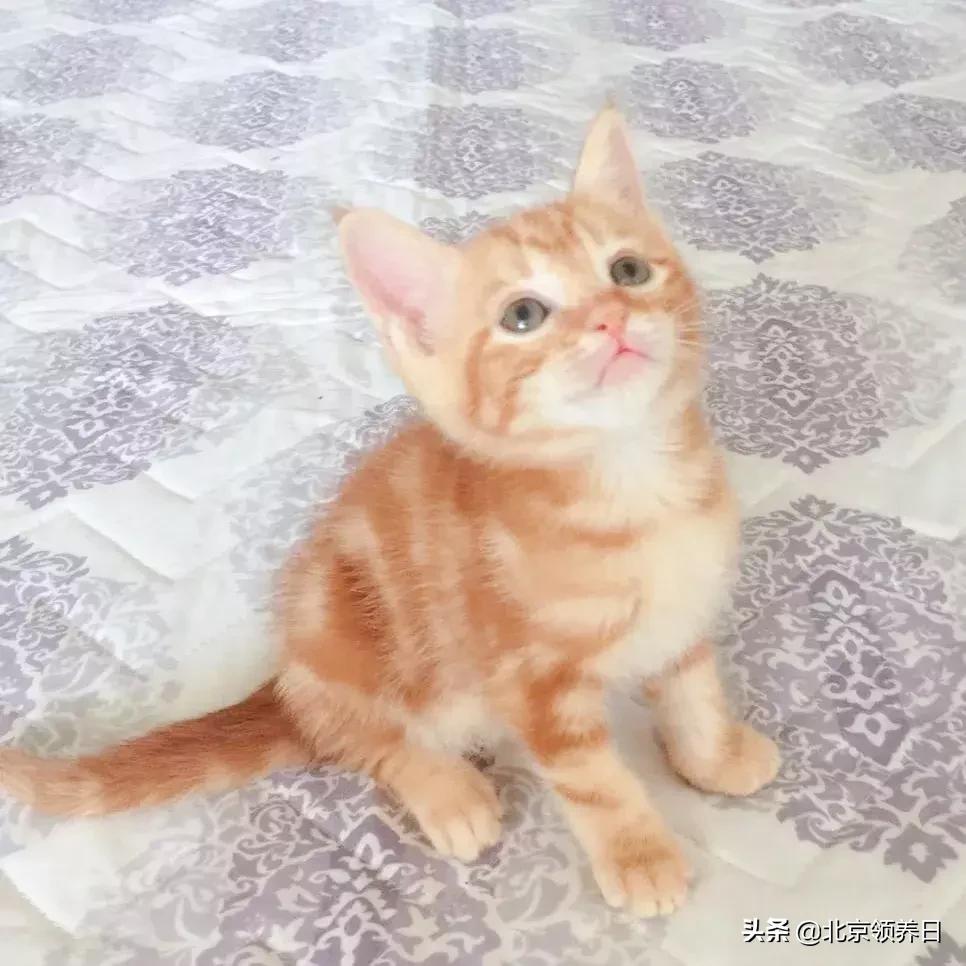 喵星人第二季,喵星人第2季免费观看