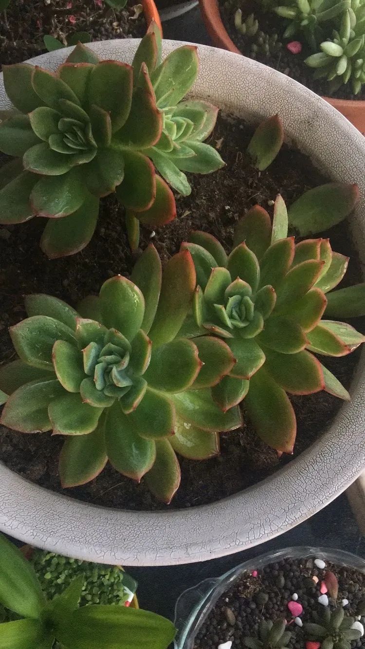 多肉新年寄语,养多肉七八年用心沉淀静待花开