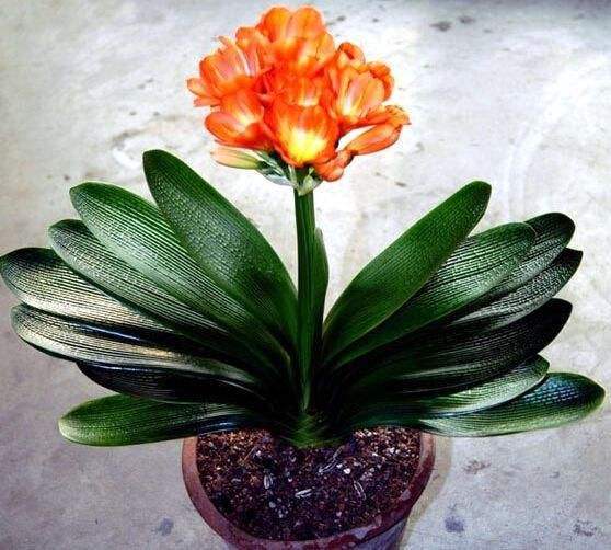 君子兰到底用什么土什么盆养好呢,想要养好君子兰先从土壤配置入手