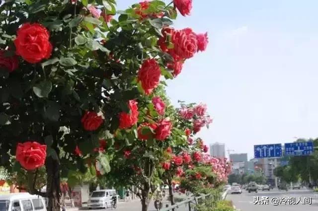 南阳怎样？看完你也会说“中！中！中！”