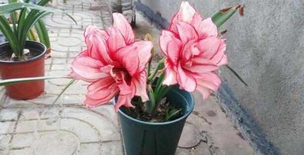 这4种花1月份就开花,3月开始5种花随便养开花多长得快