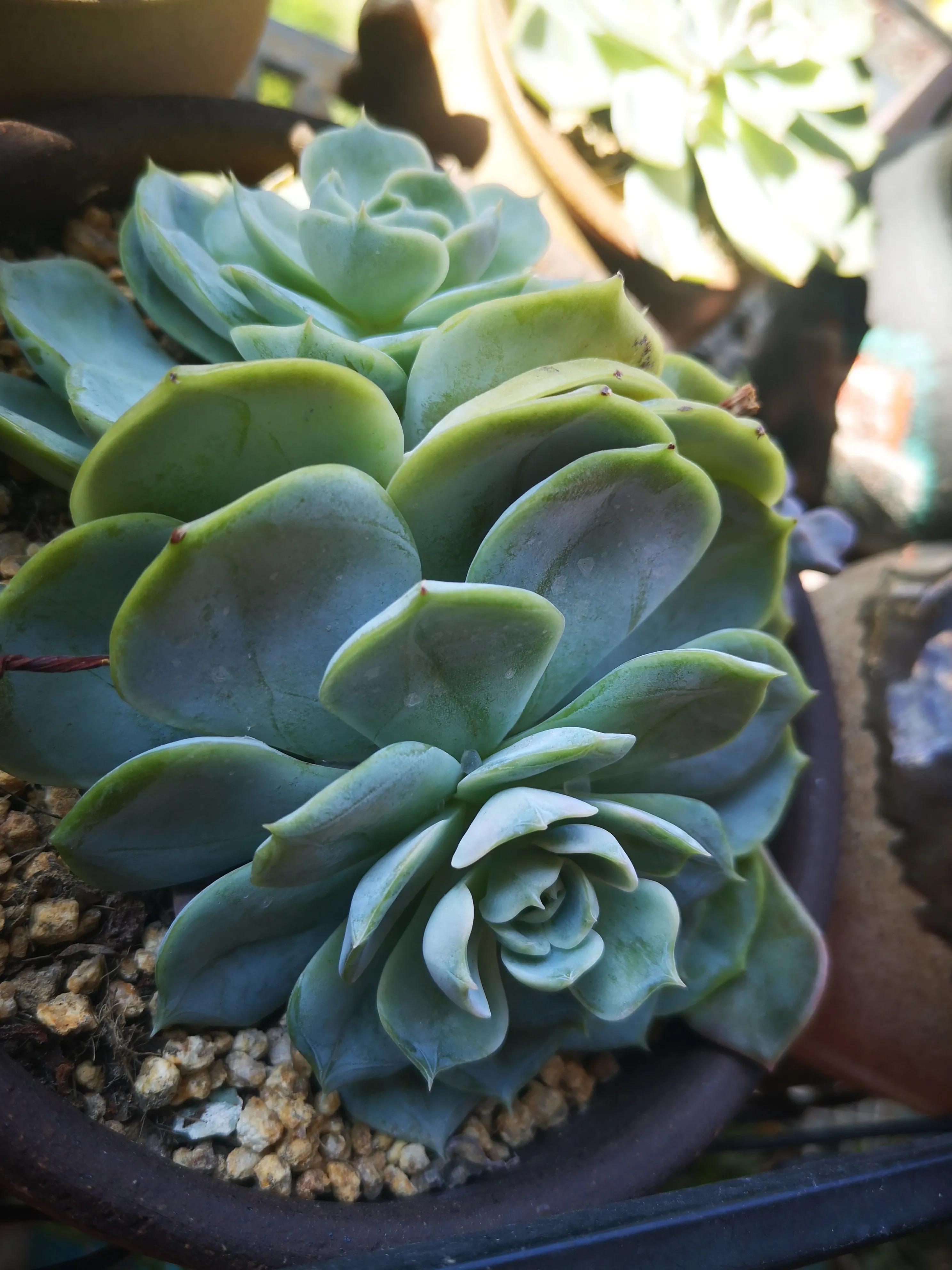 离家半个月叶插的多肉怎么办,离家一周的多肉