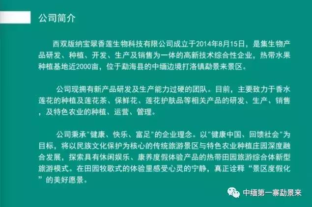 泰国顶级睡莲博士Dr.Nopchai版纳行,被勐景来圈粉