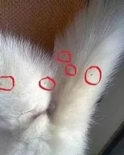 菊部周边长了个肉疙瘩,菊部旁边长了个肉疙瘩