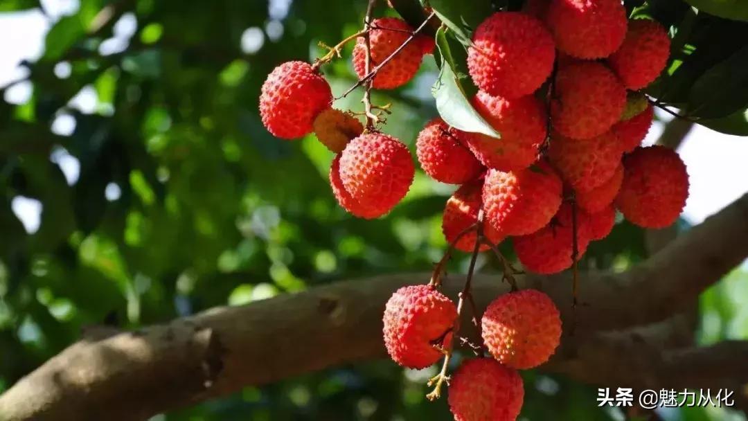 你真的了解顺德吗,你真的了解吗原版