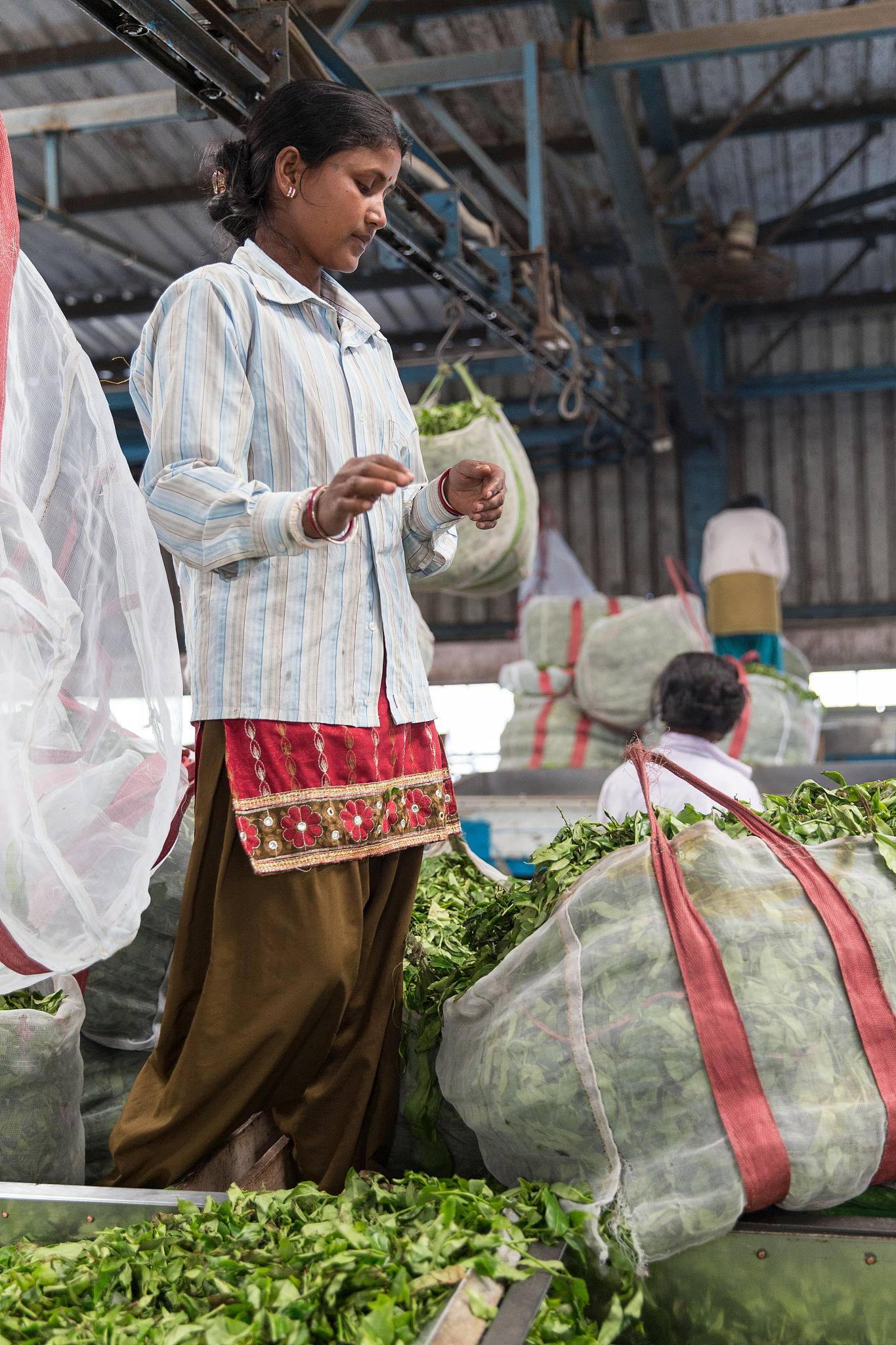 印度疫情加重，顶级茶叶烂在地里没人采，大吉岭茶农损失超2亿