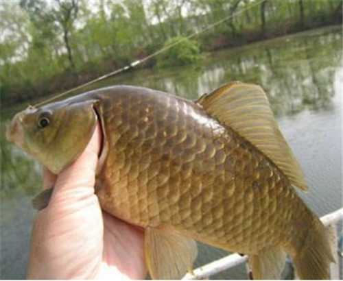 一天中钓鱼最佳时间口诀,一天中钓鱼的最佳时间在什么时候