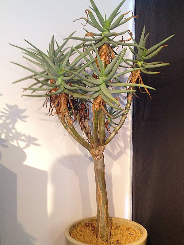 家里养芦荟的好处,家里养的芦荟怎么护肤最好