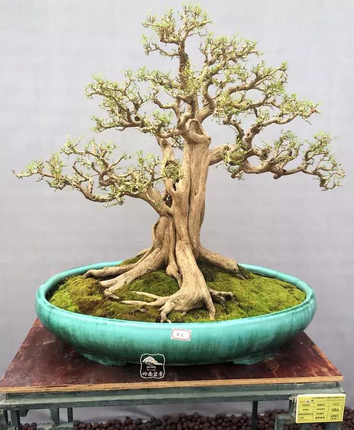 造型极美的盆景一起来欣赏,一组风吹出来的盆景欣赏动感十足