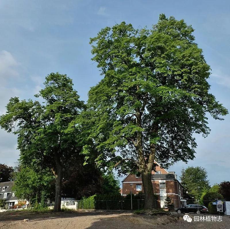 银毛空气净化器价格,银毛椴树