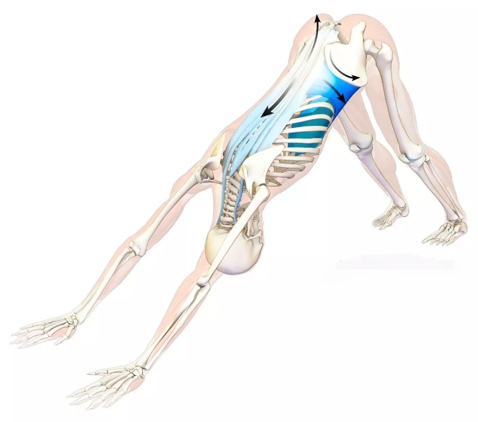 瑜伽下犬式解剖要点,初学者瑜伽下犬式能坚持多久